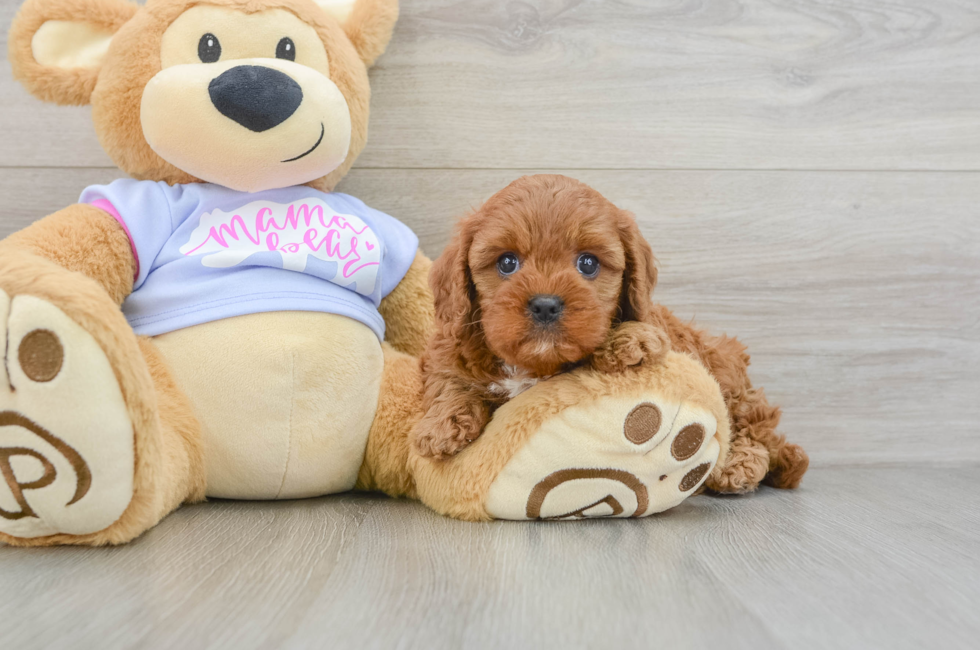 5 week old Cavapoo Puppy For Sale - Windy City Pups