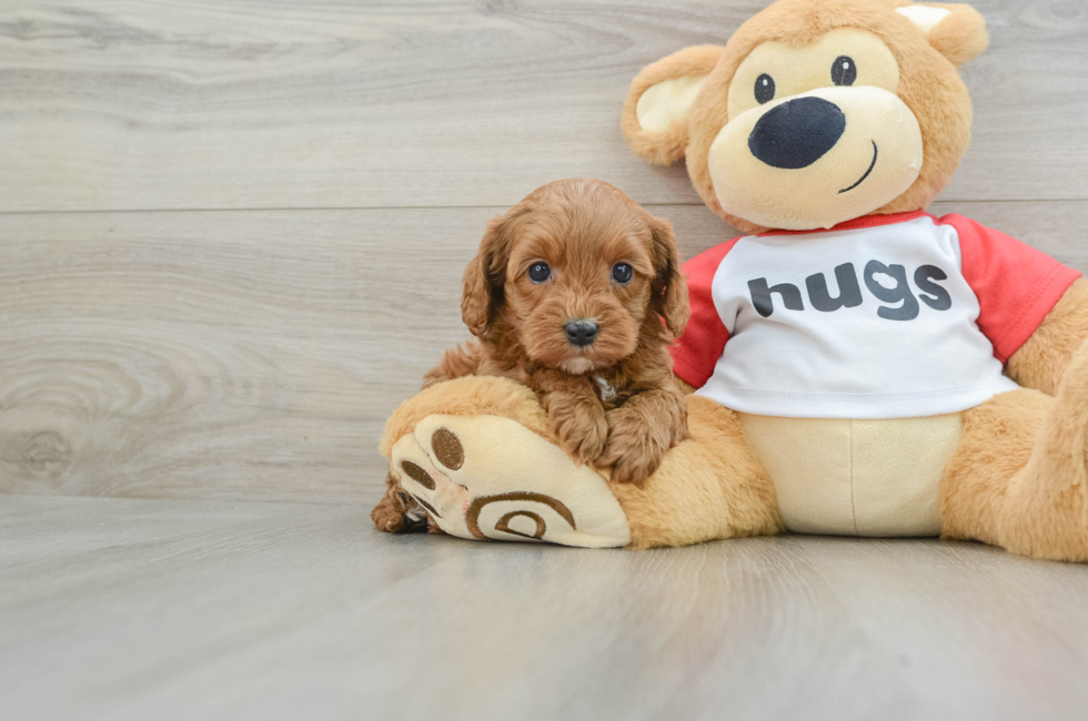 5 week old Cavapoo Puppy For Sale - Windy City Pups