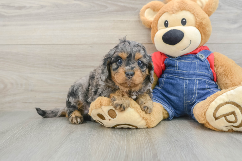 7 week old Cavapoo Puppy For Sale - Windy City Pups