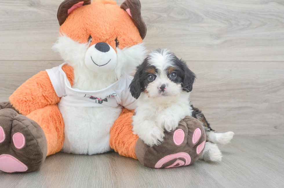 5 week old Cavapoo Puppy For Sale - Windy City Pups