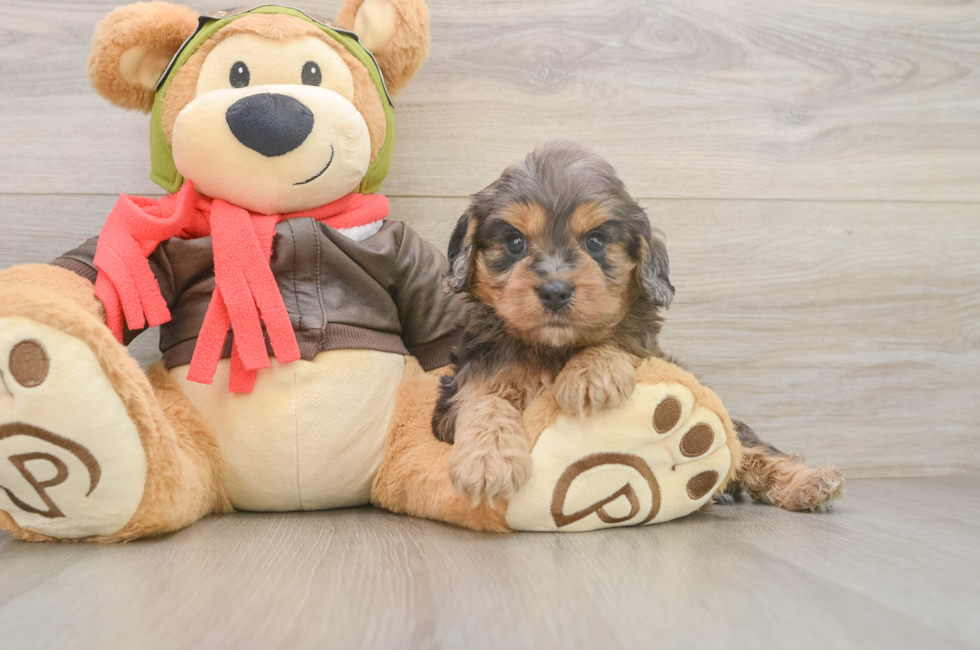 5 week old Cavapoo Puppy For Sale - Windy City Pups