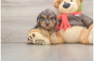 Best Cavapoo Baby