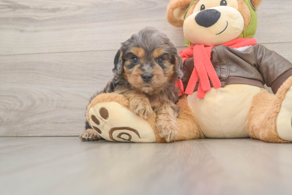 Best Cavapoo Baby
