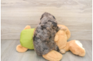 Cavapoo Pup Being Cute
