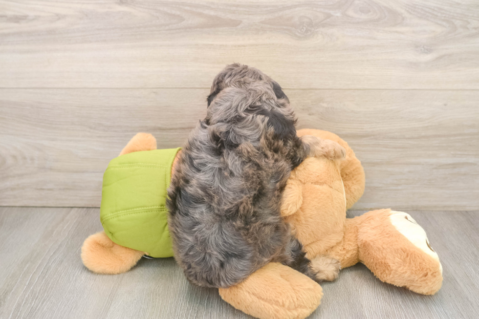 Cavapoo Pup Being Cute