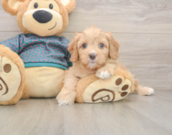 8 week old Cavapoo Puppy For Sale - Windy City Pups