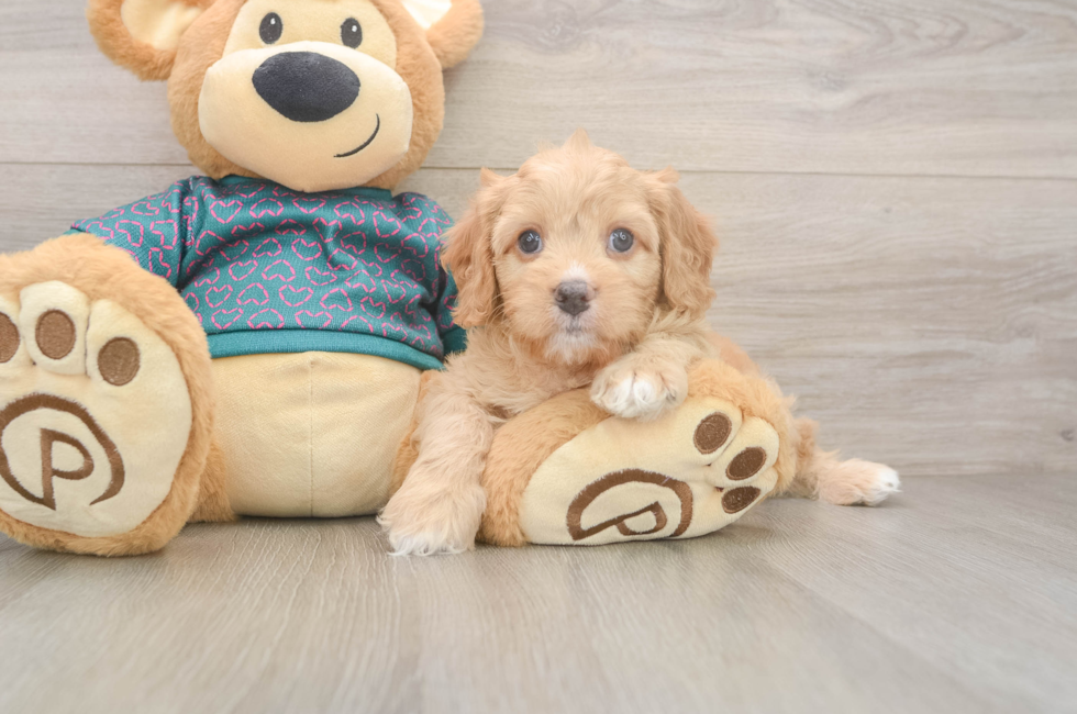 8 week old Cavapoo Puppy For Sale - Windy City Pups