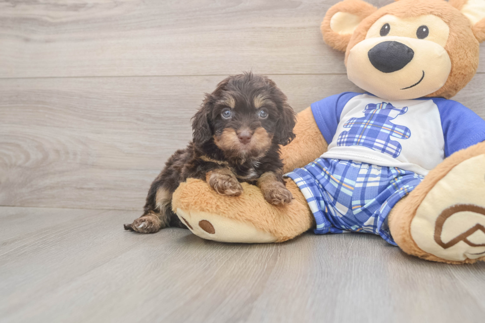 Meet Germaine - our Cavapoo Puppy Photo  1/3 - Windy City Pups Best Cavapoo Baby