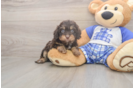 Meet Germaine - our Cavapoo Puppy Photo  1/3 - Windy City Pups Best Cavapoo Baby