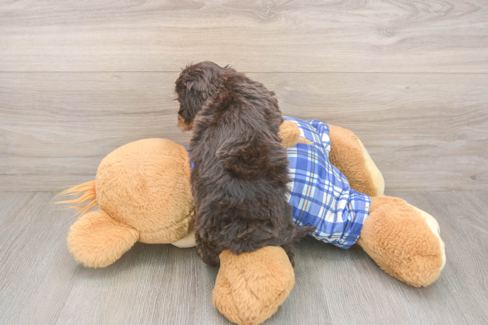 Meet Germaine - our Cavapoo Puppy Photo  3/3 - Windy City Pups Cavapoo Puppy for Adoption