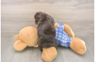 Meet Germaine - our Cavapoo Puppy Photo  3/3 - Windy City Pups Cavapoo Puppy for Adoption