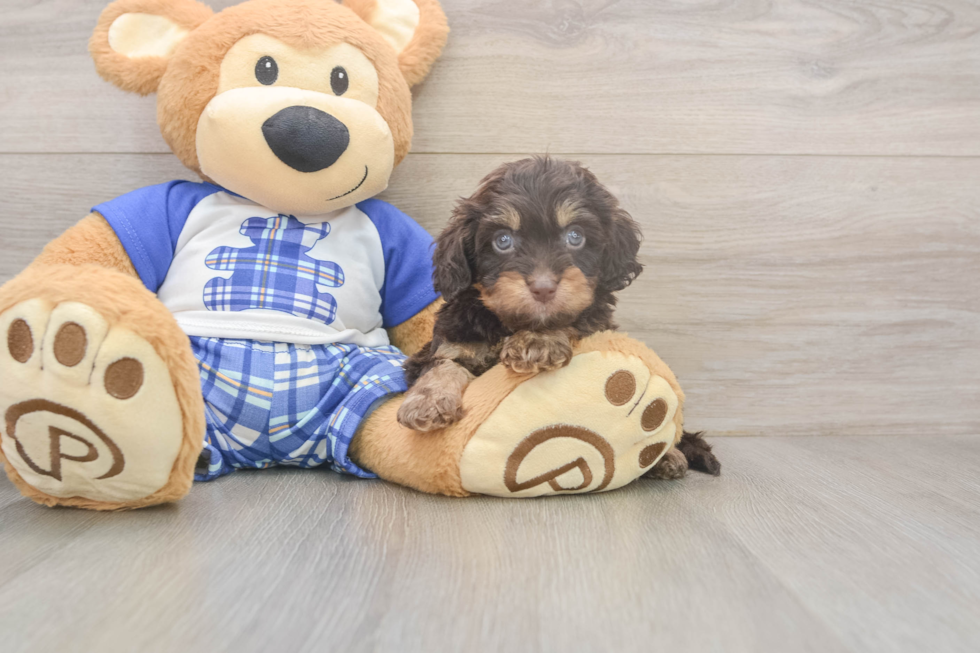 Meet Germaine - our Cavapoo Puppy Photo  2/3 - Windy City Pups Cavapoo Pup Being Cute