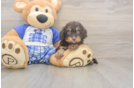 Meet Germaine - our Cavapoo Puppy Photo  2/3 - Windy City Pups Cavapoo Pup Being Cute