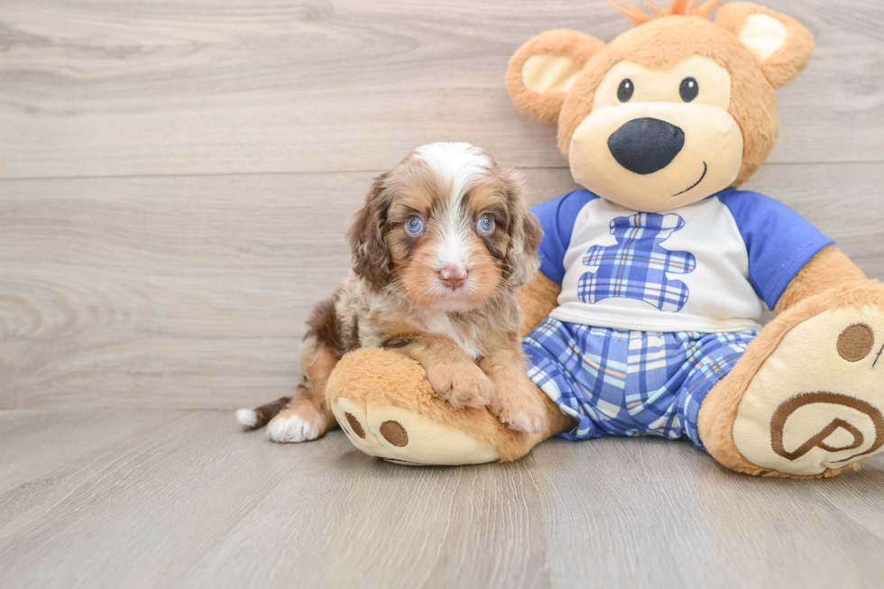 Funny Cavapoo Poodle Mix Pup