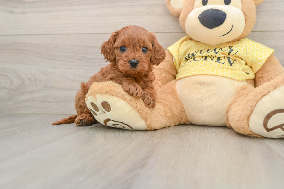 Playful Cavapoodle Poodle Mix Puppy