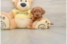 Best Cavapoo Baby