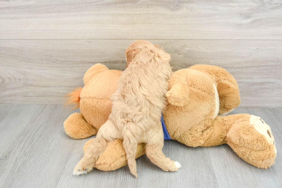 Sweet Cavapoo Baby