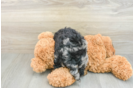 Cavapoo Puppy for Adoption