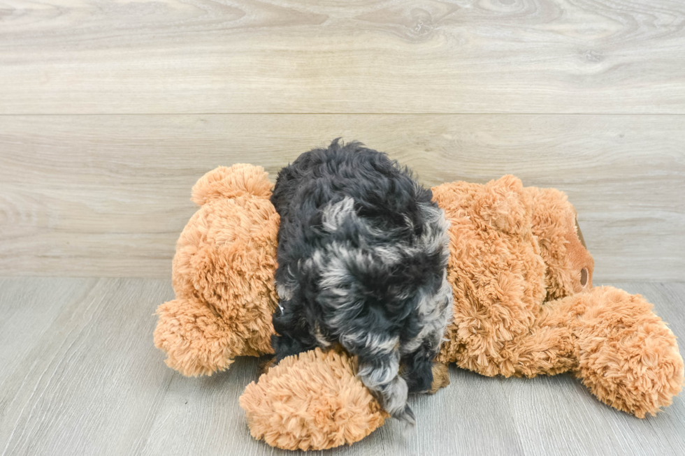 Cavapoo Puppy for Adoption