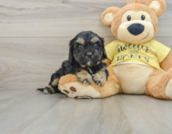 7 week old Cavapoo Puppy For Sale - Windy City Pups