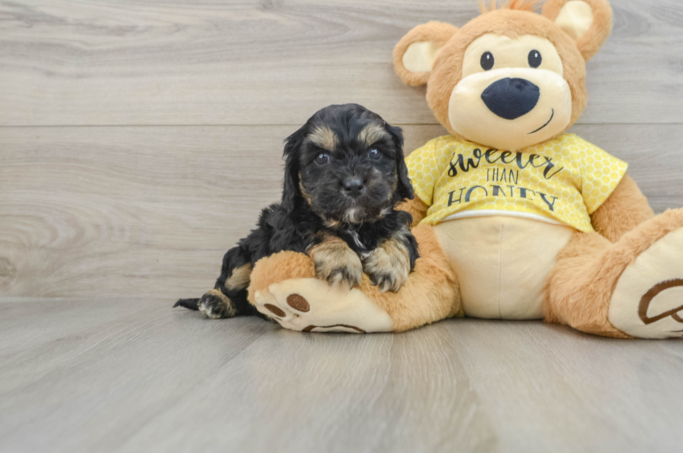 6 week old Cavapoo Puppy For Sale - Windy City Pups