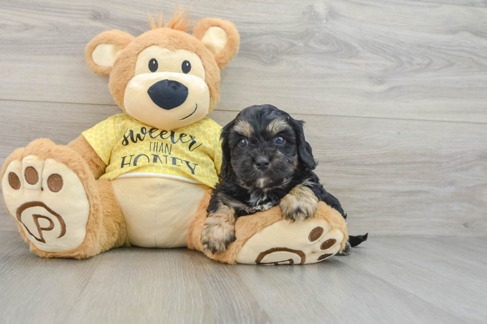 Small Cavapoo Baby