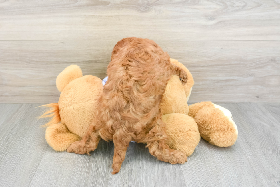 Cavapoo Pup Being Cute