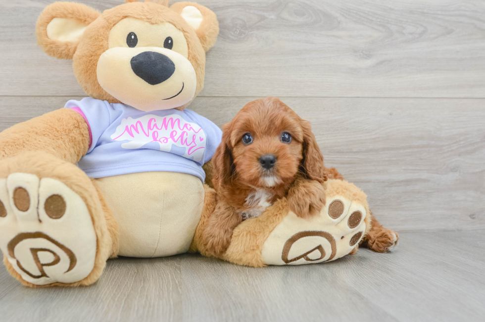 5 week old Cavapoo Puppy For Sale - Windy City Pups