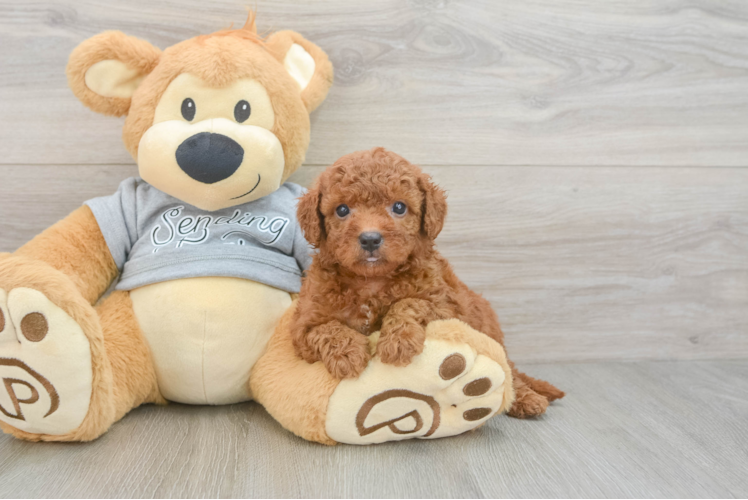 Best Cavapoo Baby