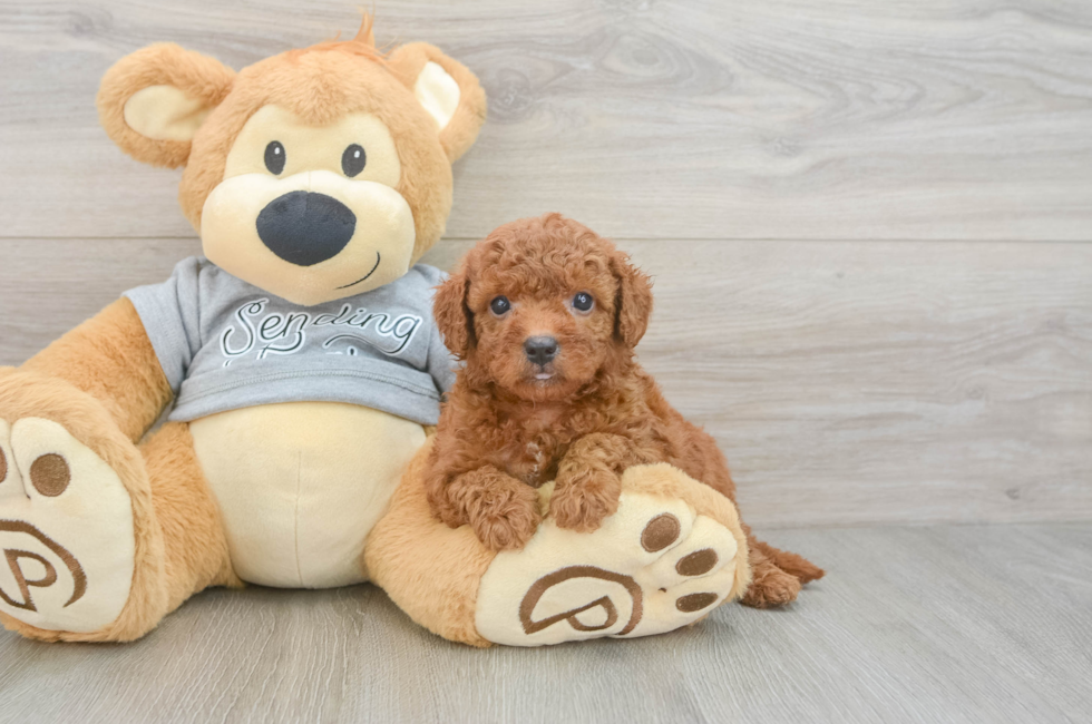 5 week old Cavapoo Puppy For Sale - Windy City Pups