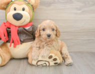 7 week old Cavapoo Puppy For Sale - Windy City Pups