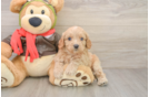 Cavapoo Puppy for Adoption