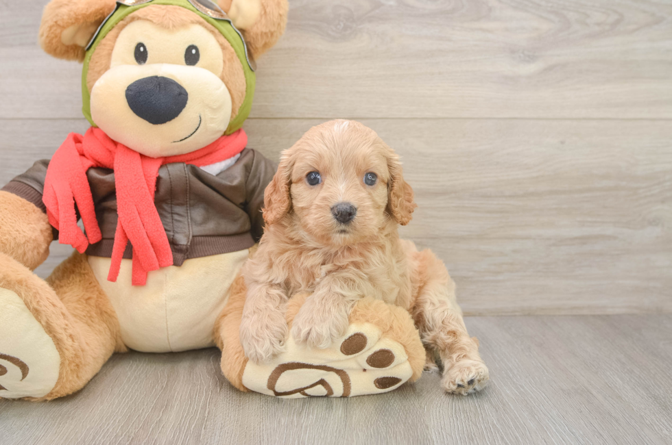 5 week old Cavapoo Puppy For Sale - Windy City Pups