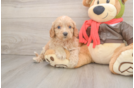 Energetic Cavoodle Poodle Mix Puppy