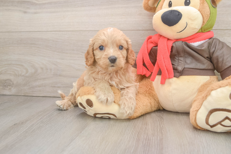 Energetic Cavoodle Poodle Mix Puppy