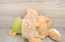 Funny Cavapoo Poodle Mix Pup