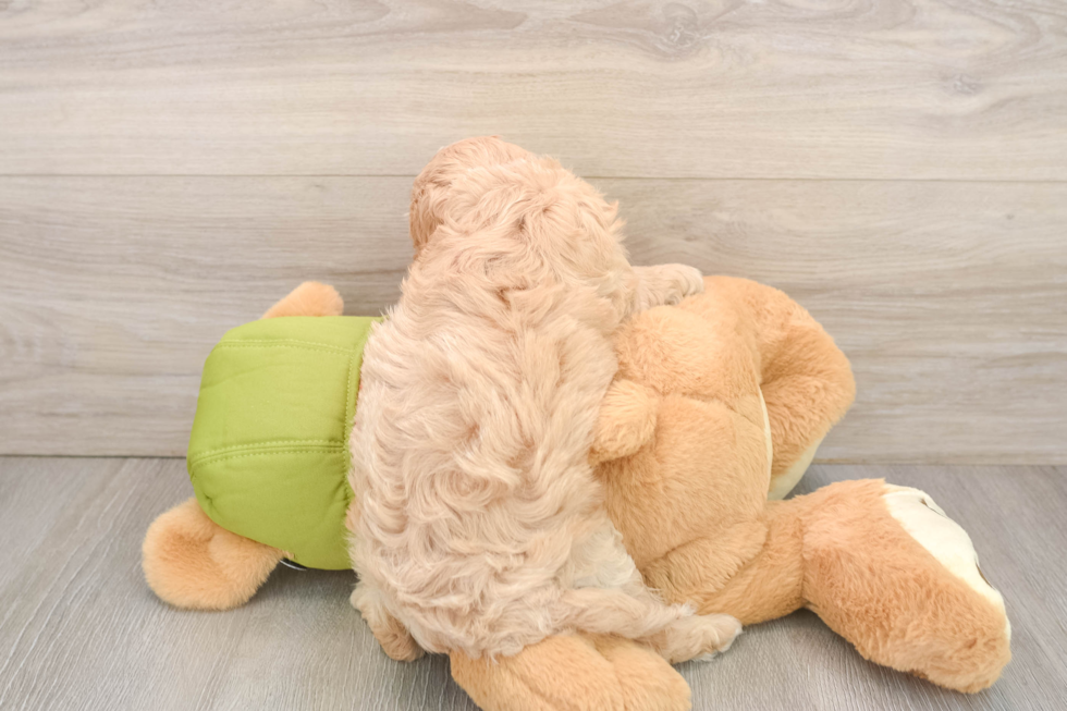 Funny Cavapoo Poodle Mix Pup