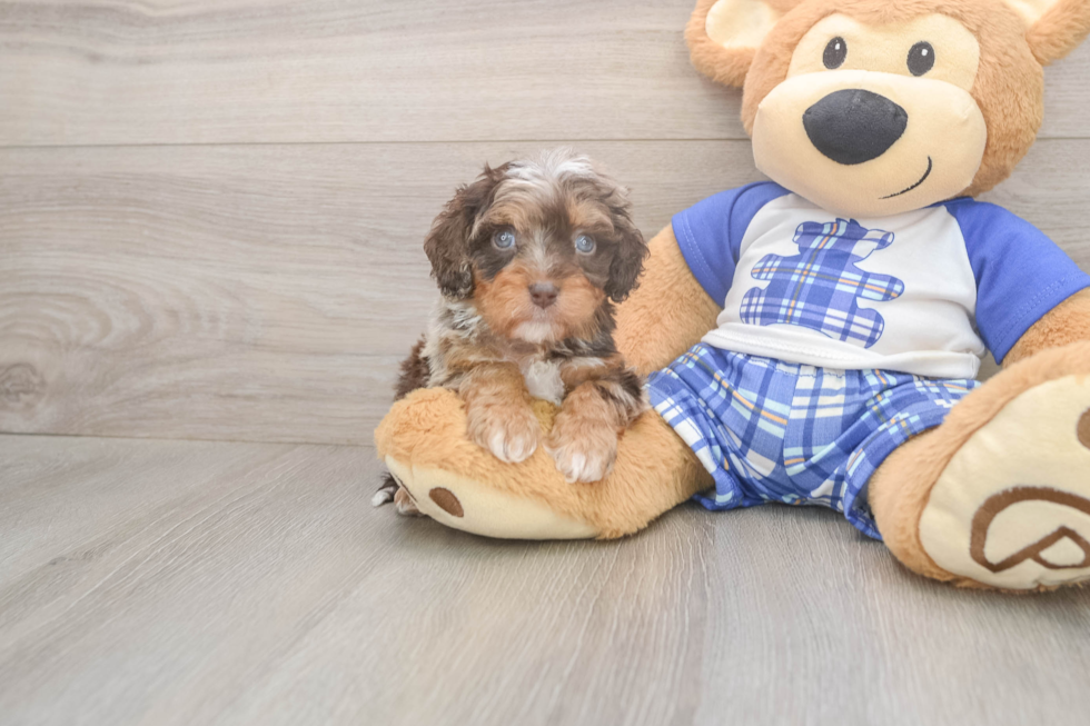 Meet Gerswald - our Cavapoo Puppy Photo  1/3 - Windy City Pups Cavapoo Puppy for Adoption