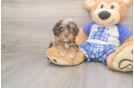 Meet Gerswald - our Cavapoo Puppy Photo  1/3 - Windy City Pups Cavapoo Puppy for Adoption