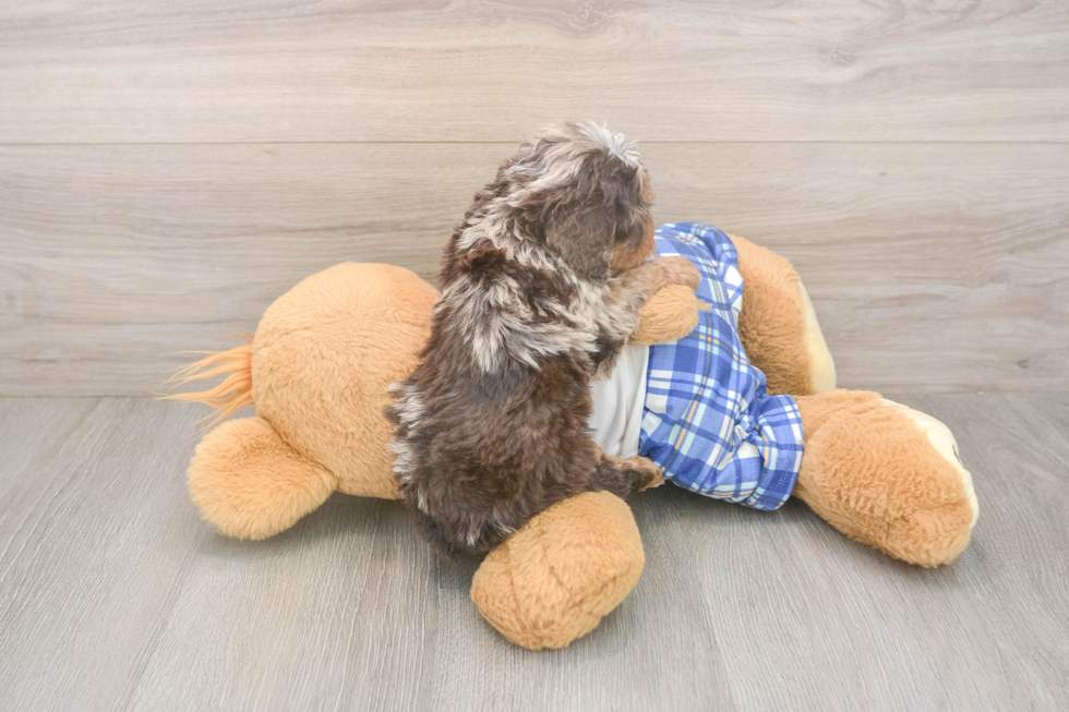 Meet Gerswald - our Cavapoo Puppy Photo  3/3 - Windy City Pups Best Cavapoo Baby