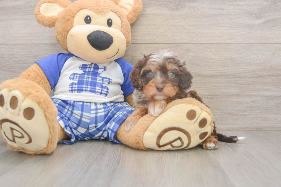 Meet Gerswald - our Cavapoo Puppy Photo  2/3 - Windy City Pups Hypoallergenic Cavadoodle Poodle Mix Puppy