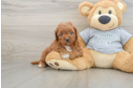 Cavapoo Pup Being Cute