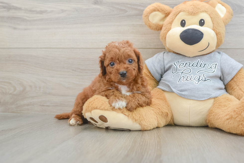 Cavapoo Pup Being Cute