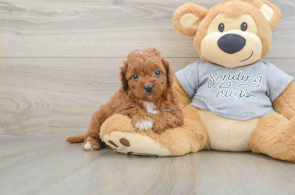 5 week old Cavapoo Puppy For Sale - Windy City Pups
