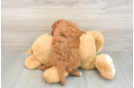 Cavapoo Puppy for Adoption