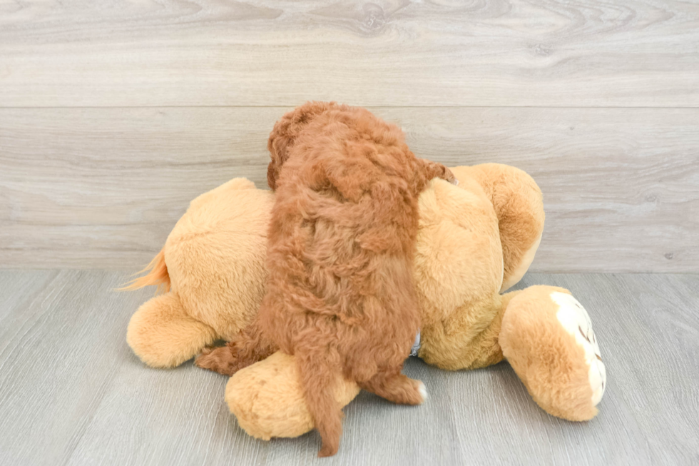 Cavapoo Puppy for Adoption