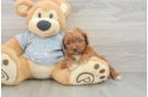 Funny Cavapoo Poodle Mix Pup