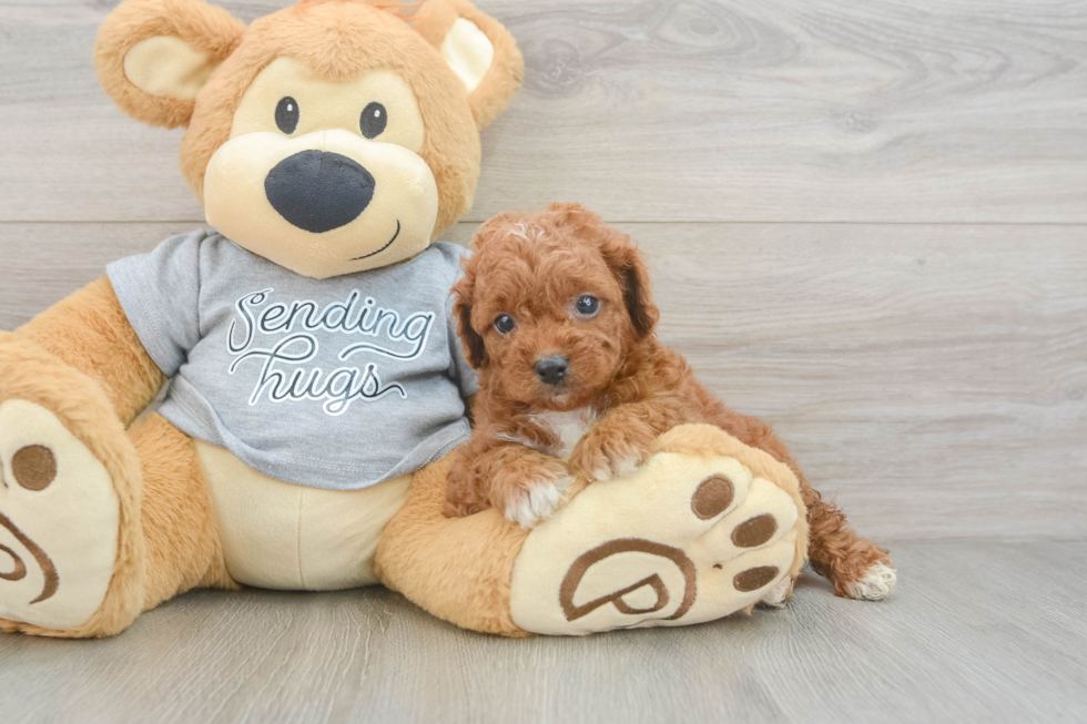 Funny Cavapoo Poodle Mix Pup