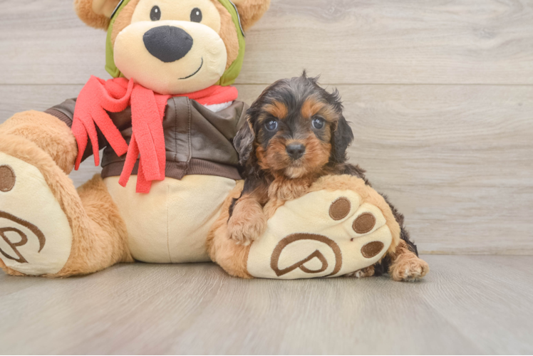 Friendly Cavapoo Baby