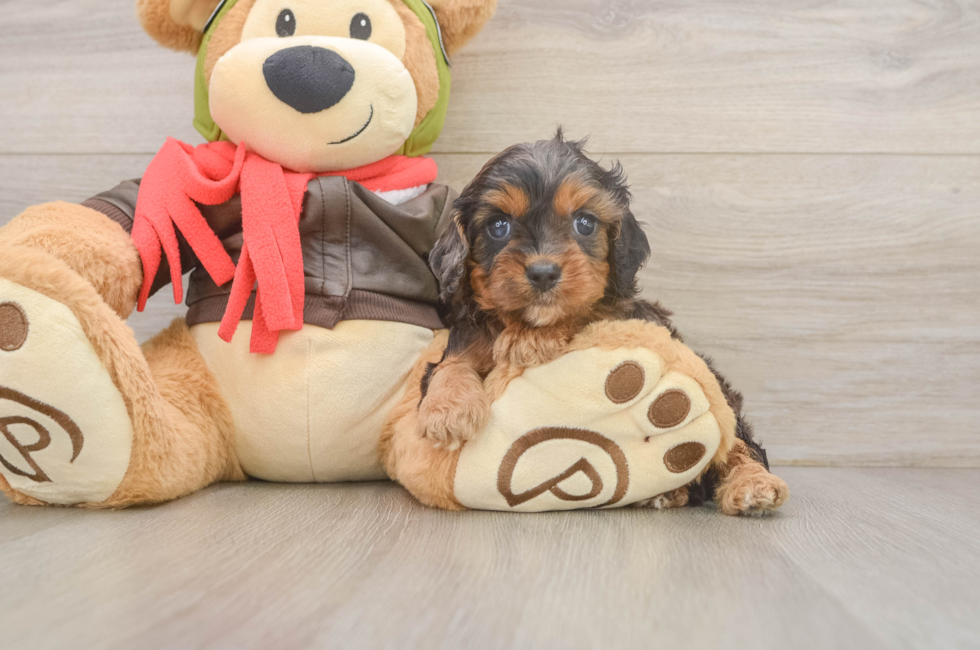 5 week old Cavapoo Puppy For Sale - Windy City Pups